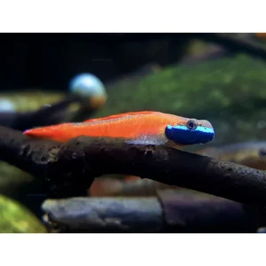 Stiphodon sp. “Red neon Sumatra Goby”