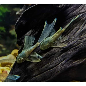 Ancistrus green dragon long fin