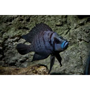 Altolamprologus Calvus Black Pearl