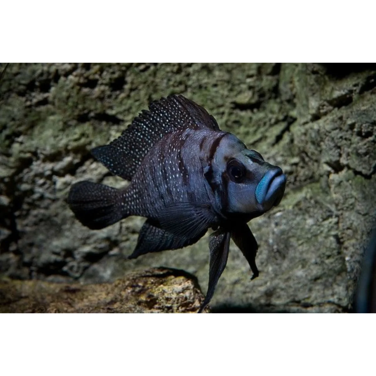 Altolamprologus Calvus Black Pearl - immagine 2