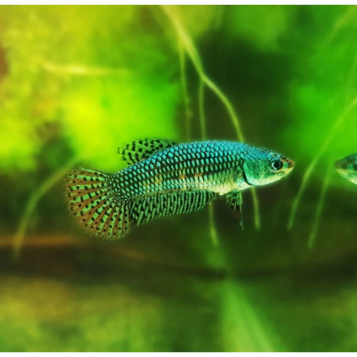 Betta alien samurai green - immagine 3