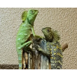 Gonocephalus chamaeleontinus