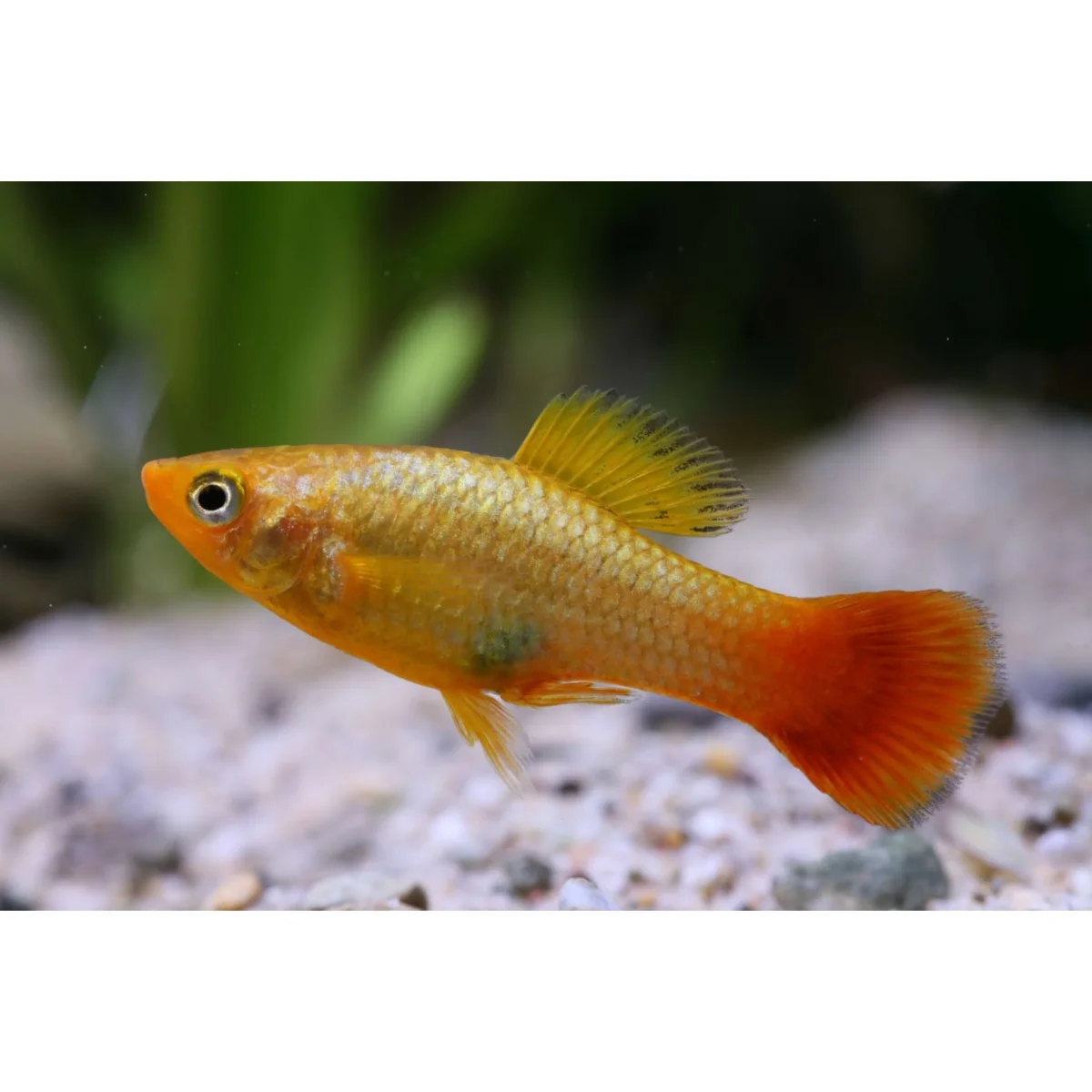 Xiphophorus variatus (platy) “sunset” - immagine 2