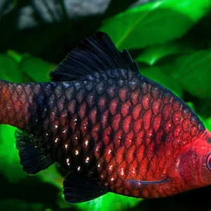 Barbus nigrofasciatus