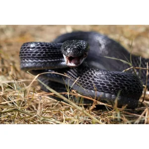 Boiga dendrophila gemmicincta