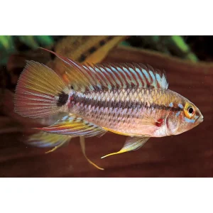 Apistogramma Cruzi