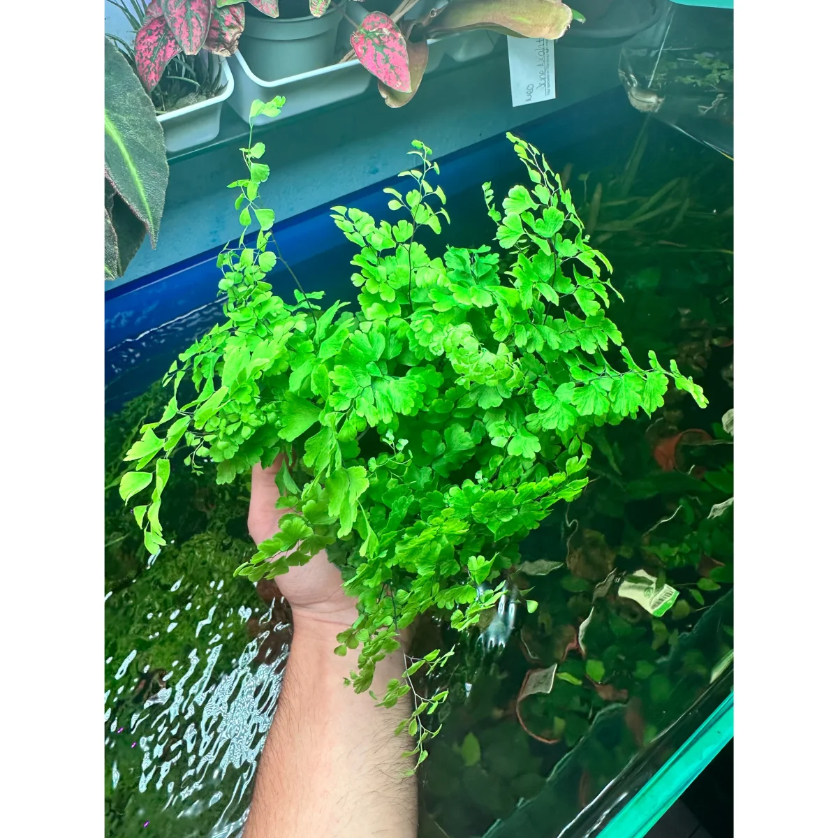 Adiantum raddianum fragrans “Capelvenere” - immagine 3