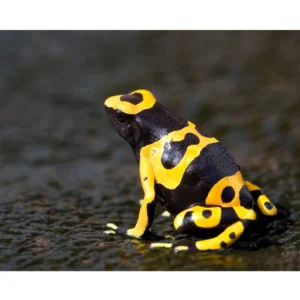 Dendrobates Leucomelas