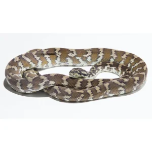 Morelia spilota harrisoni