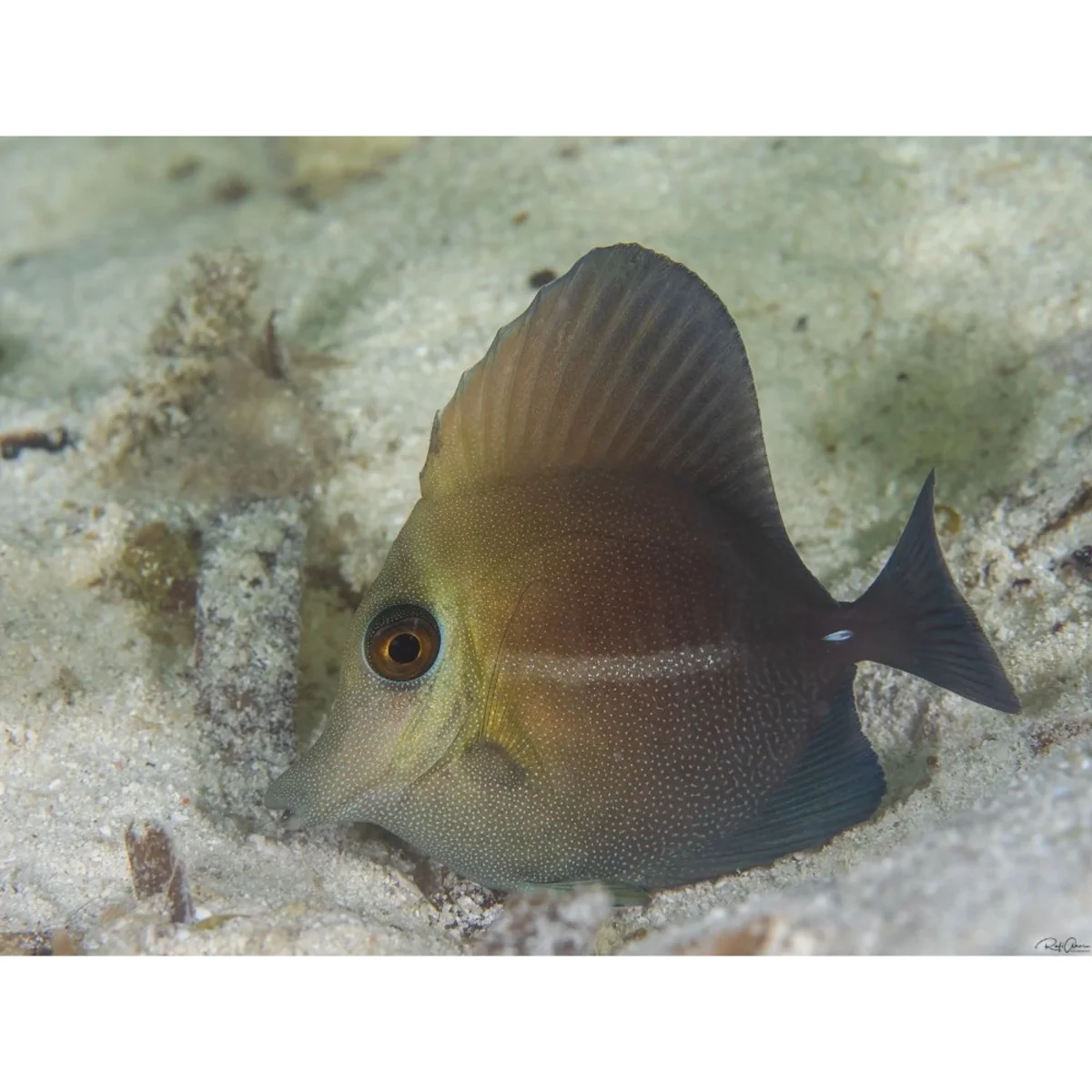 Zebrasoma Scopas - immagine 2