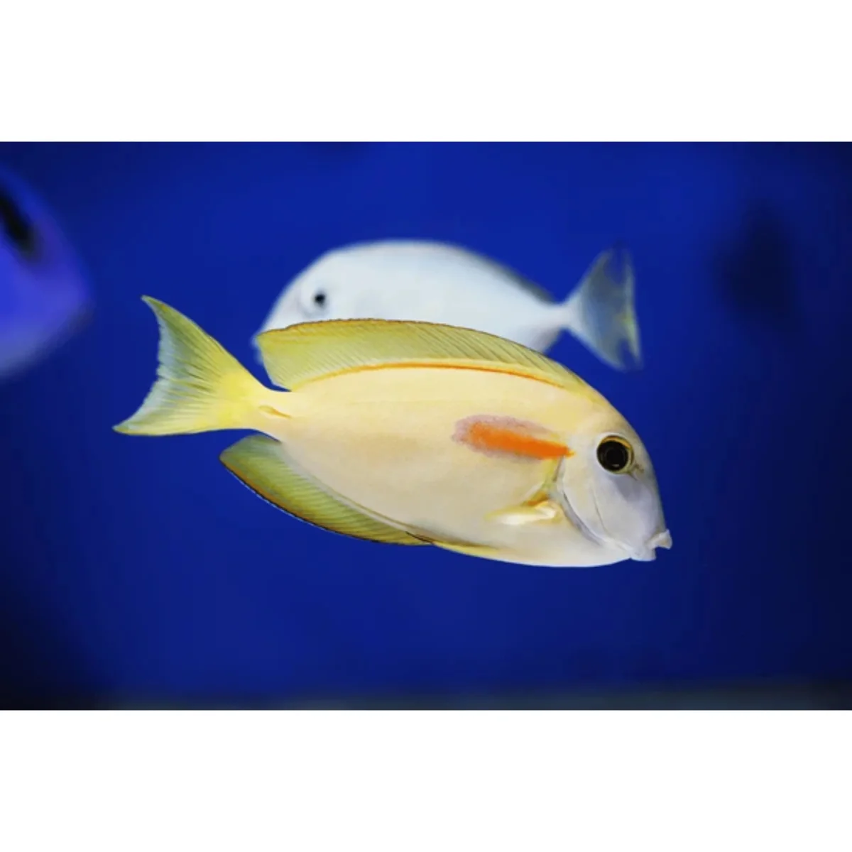 Acanthurus olivaceus - immagine 3