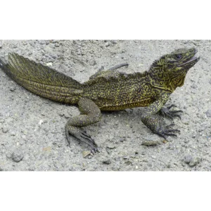 Hydrosaurus amboinensis