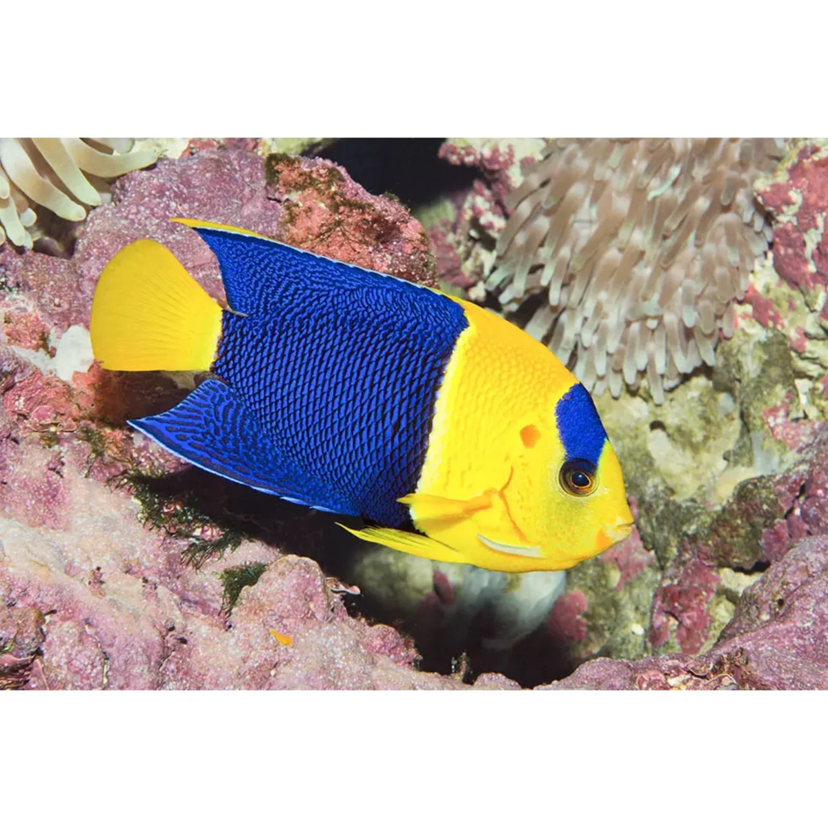 Centropyge bicolor - immagine 2