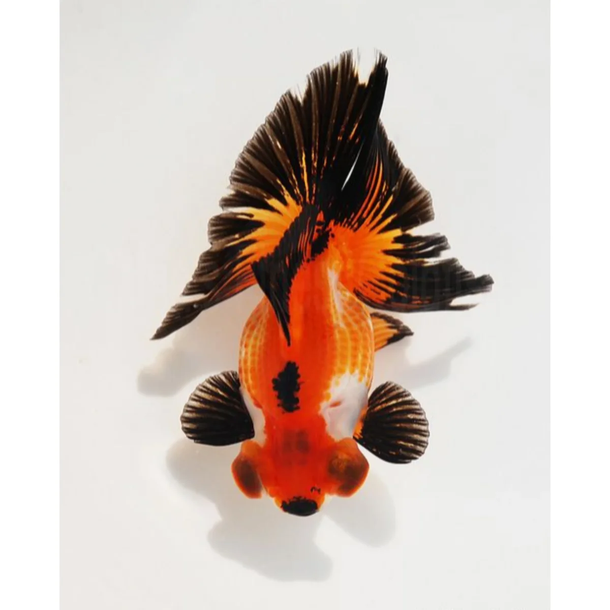 Carassius auratus “butterfly mix” - immagine 3