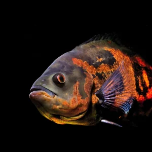 Astronotus Ocellatus