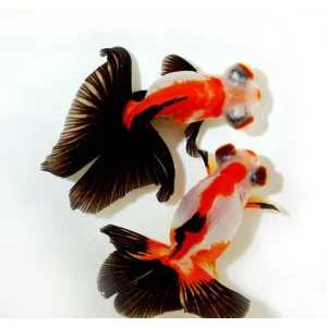 Carassius auratus “butterfly mix”