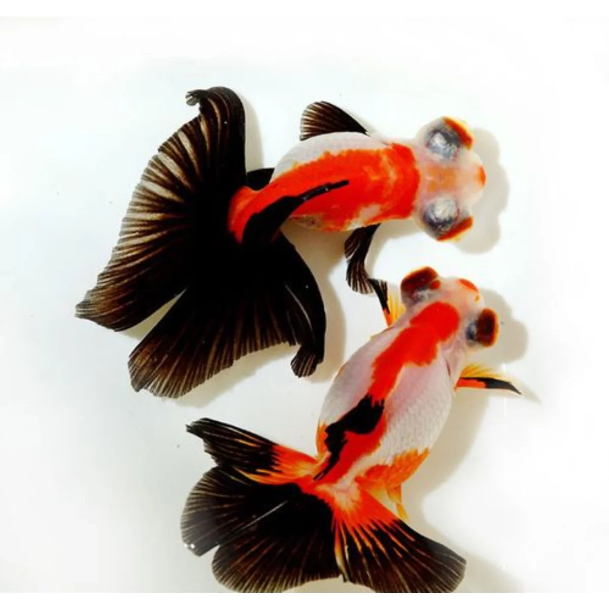 Carassius auratus “butterfly mix” - immagine 2