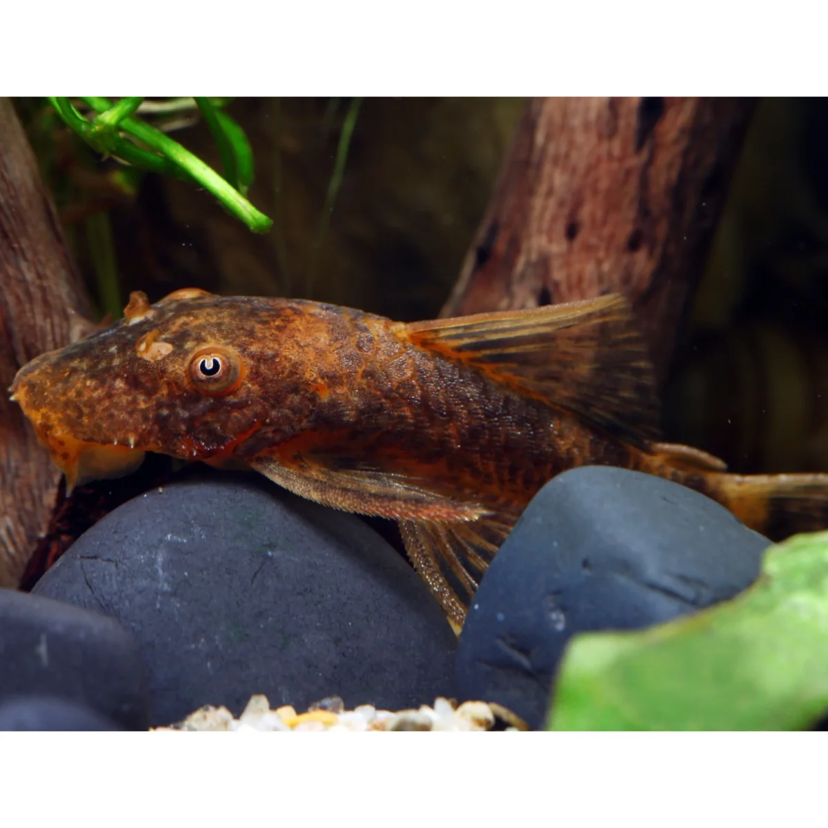 Ancistrus sp. Ida 16 - immagine 2