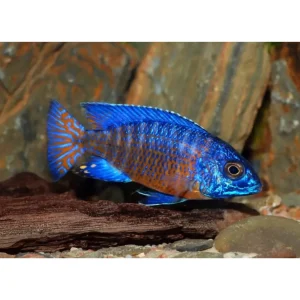 Aulonocara stuartgrandi