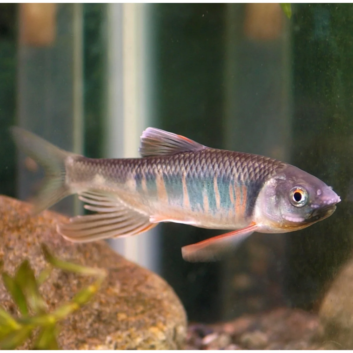 Zacco macrolepis - immagine 4