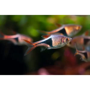 Rasbora heteromorpha