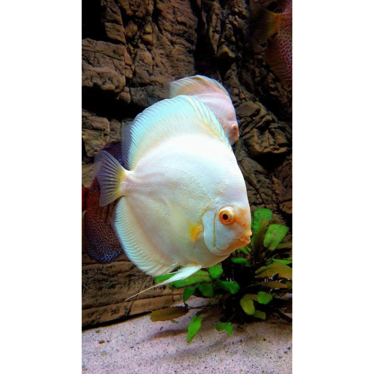 Symphysodon Discus White Diamant - immagine 2