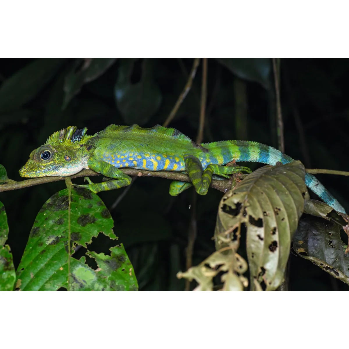 Gonocephalus grandis - immagine 3