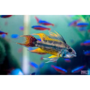 Apistogramma cacatuoides