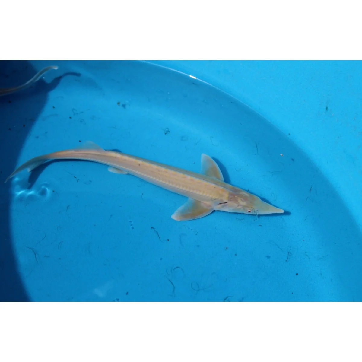 Acipenser ruthenus (storione albino) - immagine 3