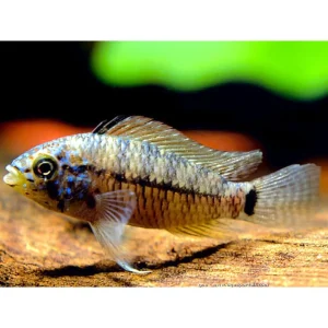 Apistogramma Caetei