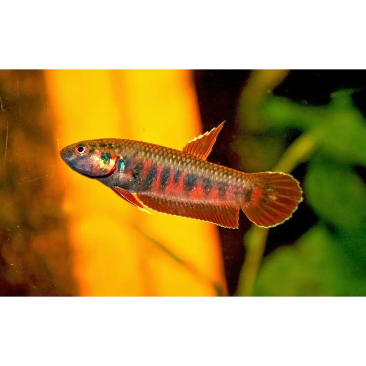 Betta Rubra - immagine 2