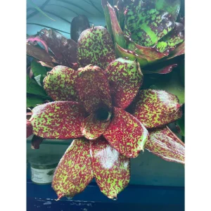 Neoregelia sp. Mix colour