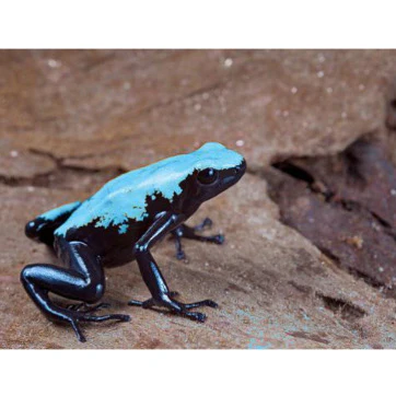 Adelphobates Galactonotus “Moonshine blue” - immagine 4