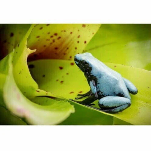 Adelphobates Galactonotus “Moonshine blue” - immagine 5