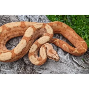 Boa constrinctor sunset