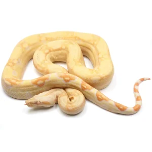 Boa constrinctor albino