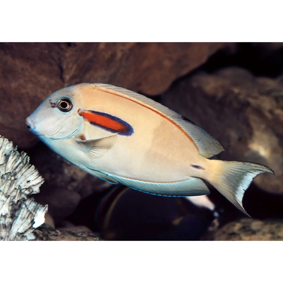 Acanthurus olivaceus - immagine 4