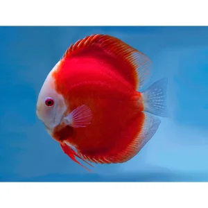 Symphysodon Discus Red Melon