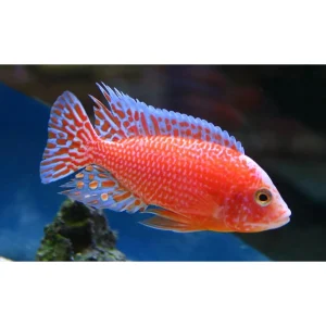 Aulonocara sp. Red Dragon