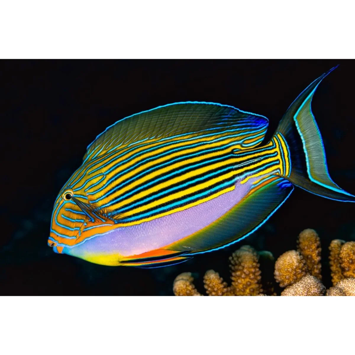 Acanthurus lineatus - immagine 2