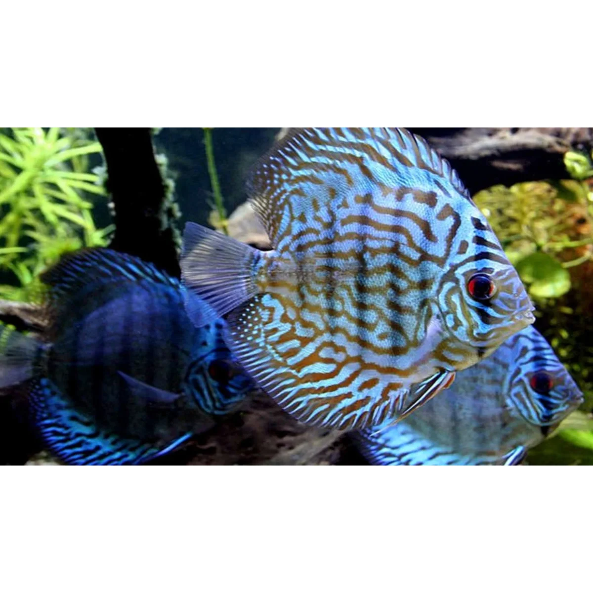 Symphysodon Discus Blue Turquoise - immagine 2