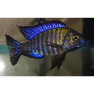 Aulonocara ethelwynnae