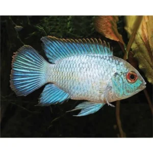 Andinoacara Pulcher neon blue