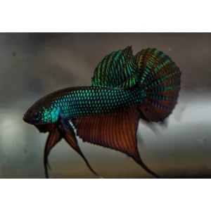 Betta splendens Wild smaragdina guitar