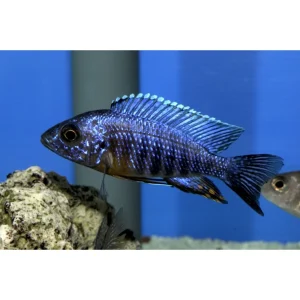 Aulonocara hansbaenschi