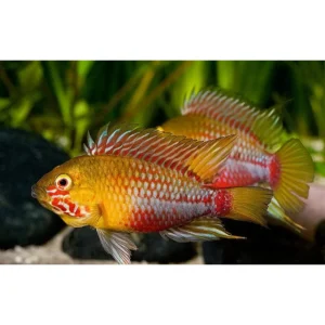 Apistogramma Hongsloi Super Red