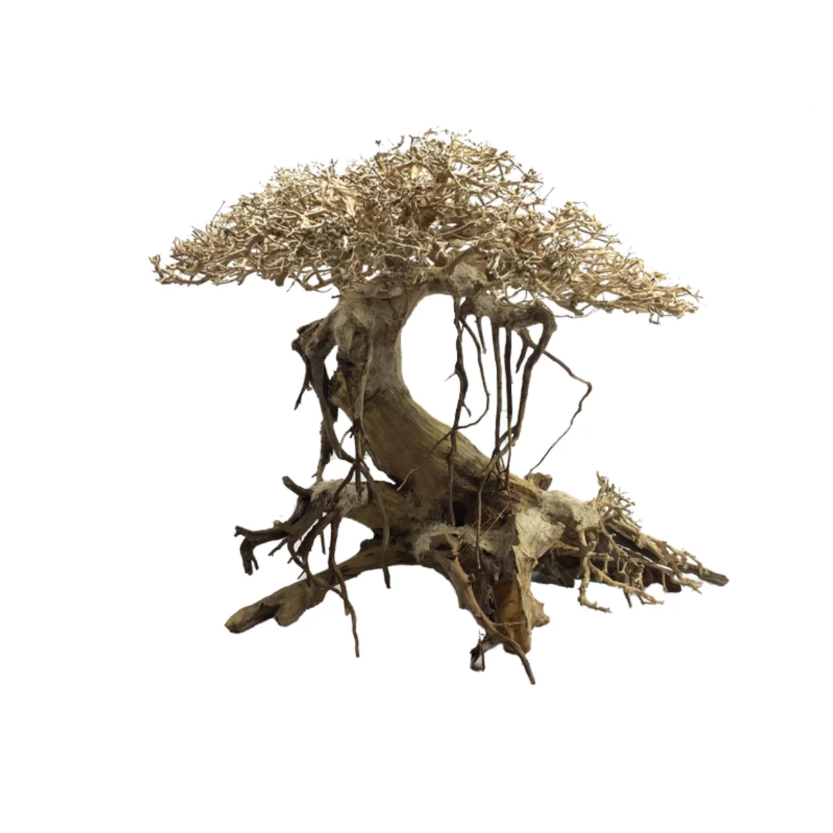 Bonsai Wood Ada - immagine 2