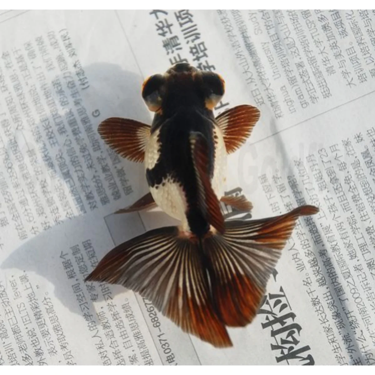 Carassius auratus “butterfly mix” - immagine 4