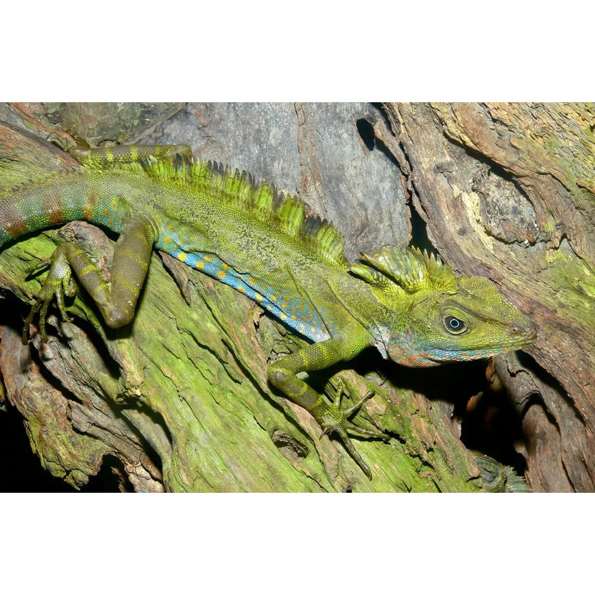 Gonocephalus grandis - immagine 2