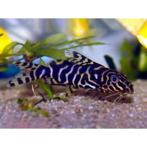 Synodontis aterrimus